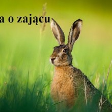 Zając Szarak